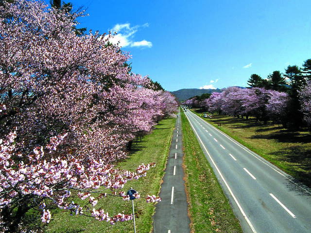 約7kmの道路に2000本の桜