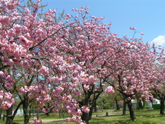 1500本もの桜が迎えてくれる