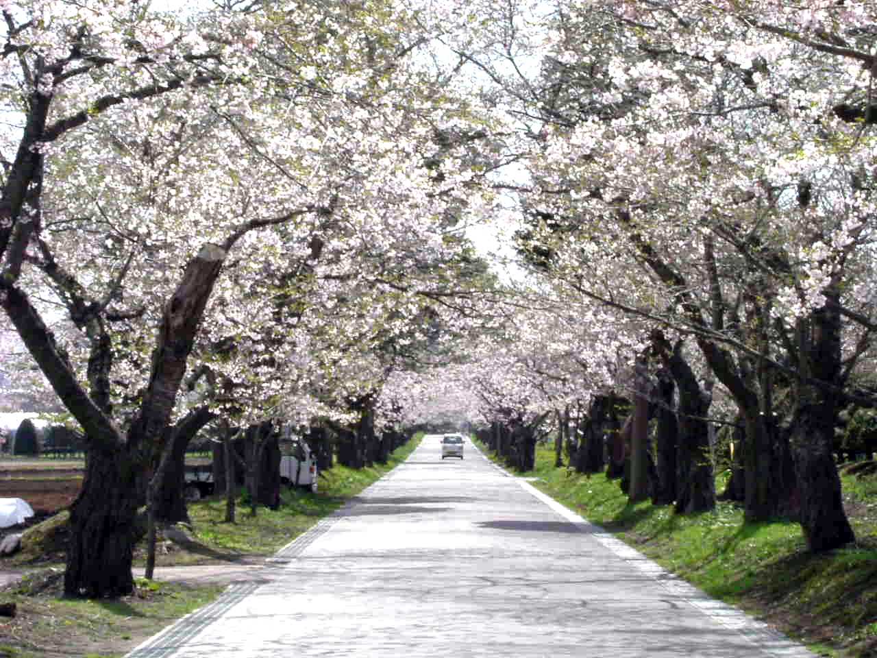 ソメイヨシノの桜並木は圧巻！