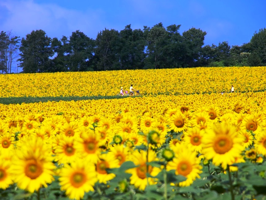7月から8月が見頃のひまわり畑