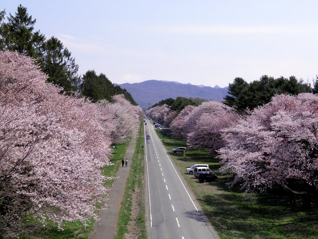 約7kmにわたり咲き誇る桜並木