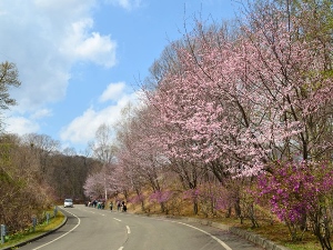 1万2千本のつつじが咲き誇る