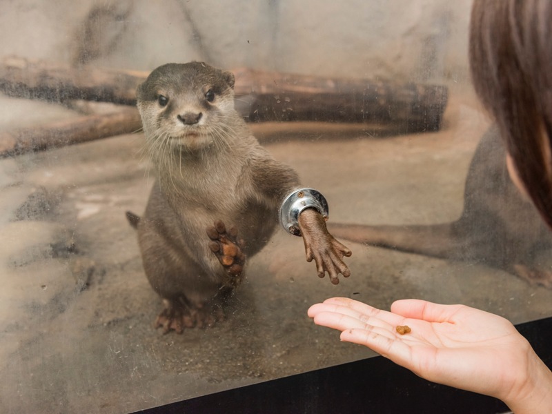 コツメカワウソにエサやり体験