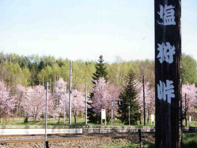 塩狩駅から見た一目千本桜