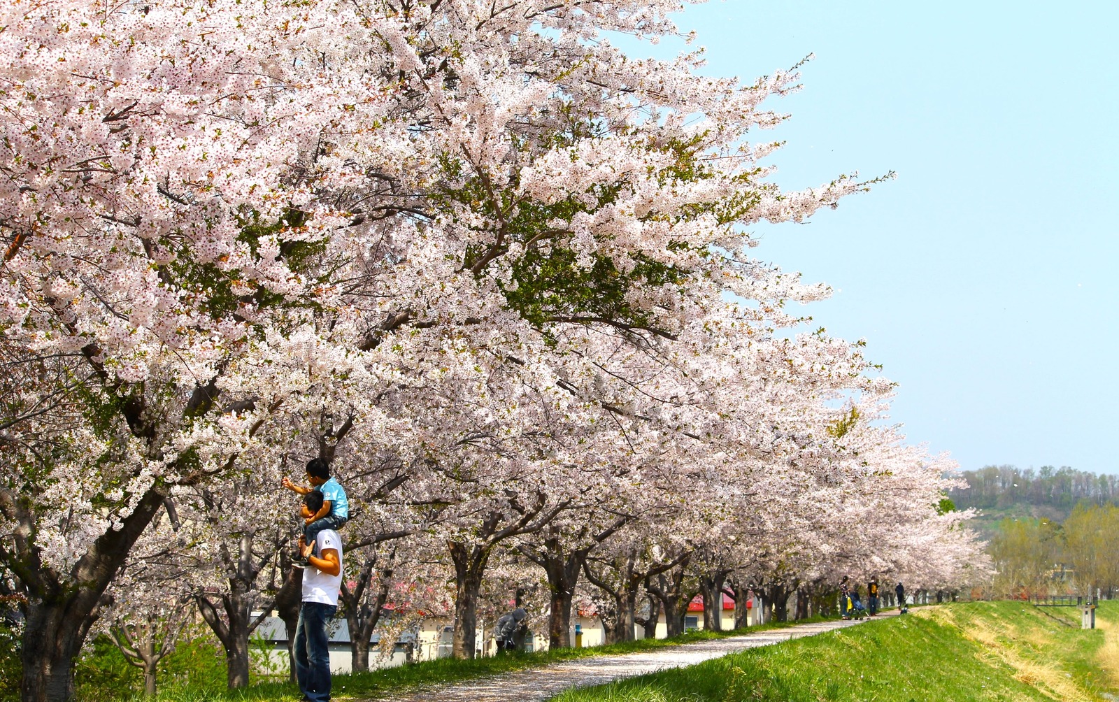 余市川沿いが桜で彩られます