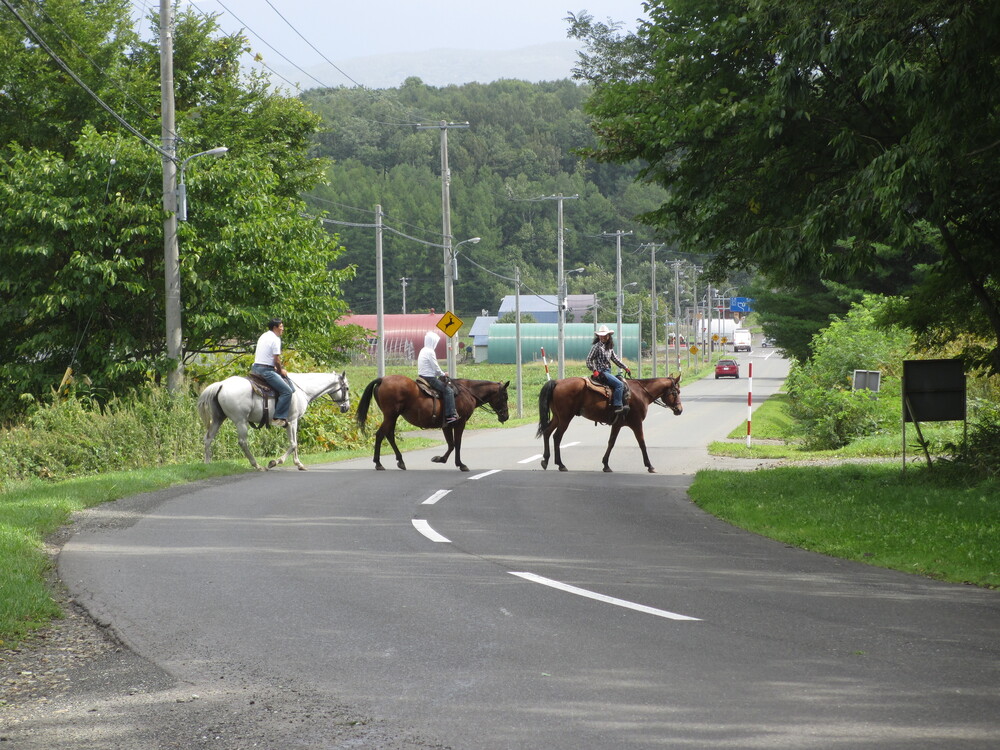 子どもの乗馬デビューにおすすめ