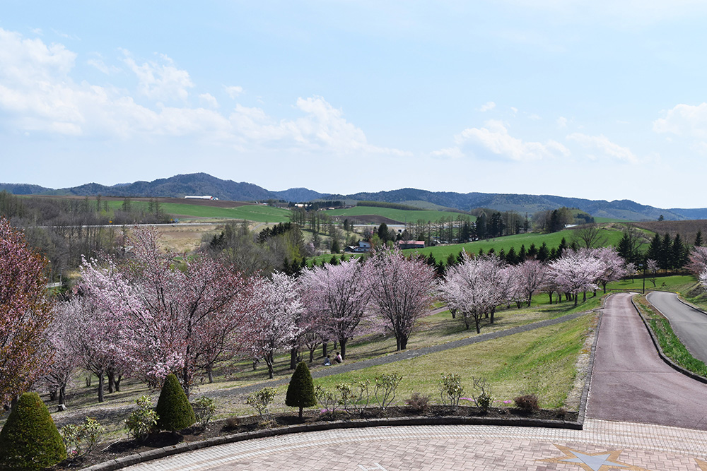 桜の季節は花見客でにぎわいます