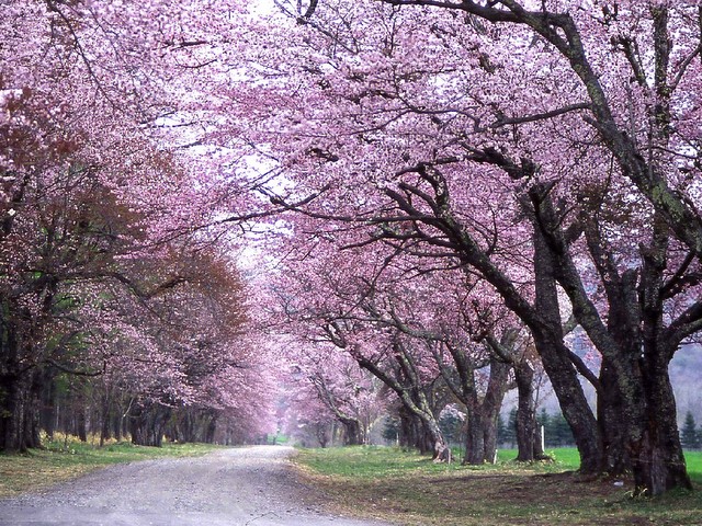 300mに渡る桜のトンネル