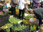 農家直売の花の苗が並びぶ