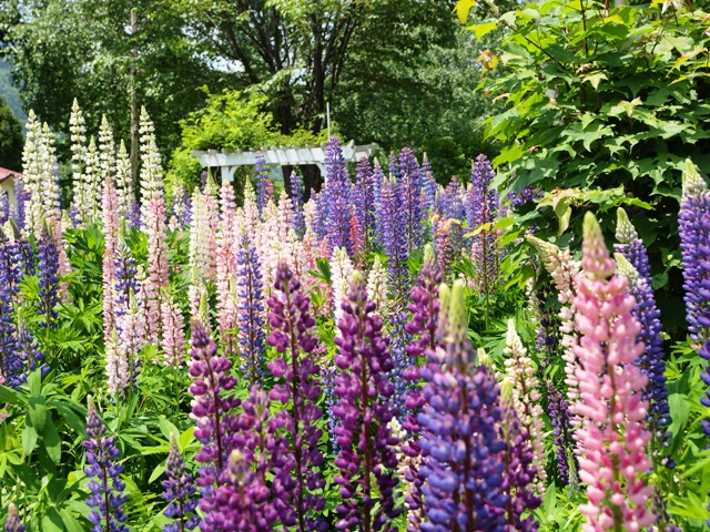 ルピナスの他、季節毎に花が咲く