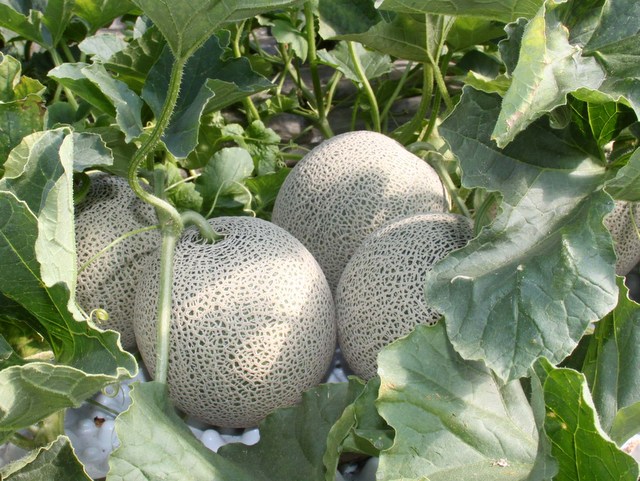糖度が高く、日持ちするのが特徴