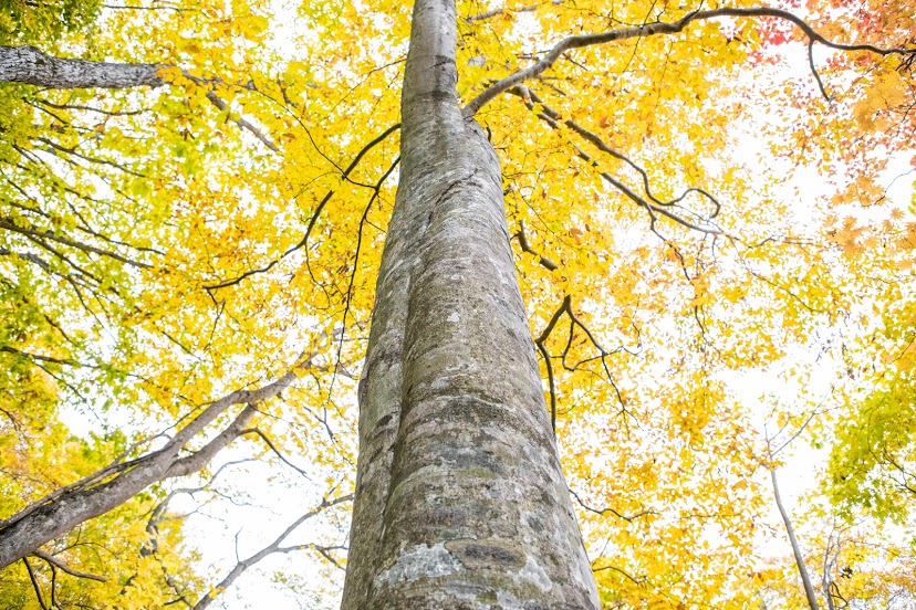 例年10月中旬~後半が見頃