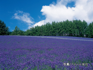 トラディショナルラベンダー畑