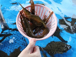 大人も子どもも楽しいエビすくい
