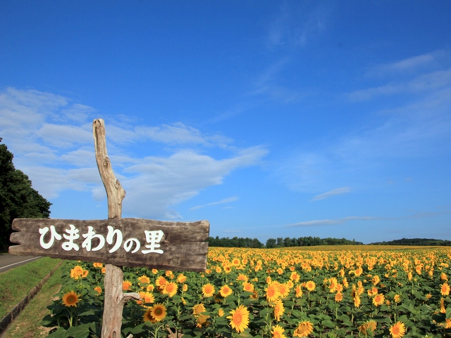 どこまでも続くひまわり畑