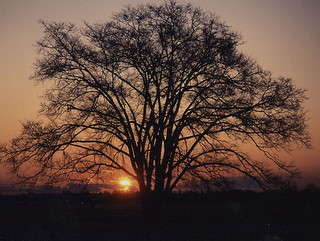 夕暮れは樹影の向こうに夕焼け