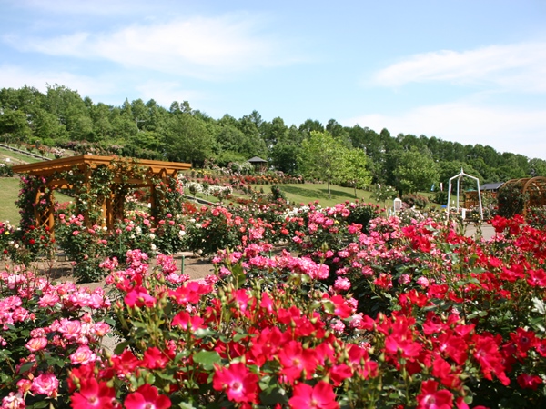 青空とバラの美しいトラスト