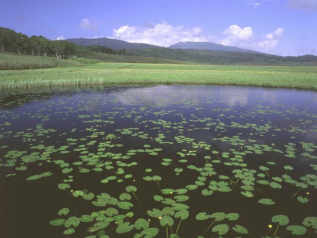 湿原の木道沿いに大小の沼が点在