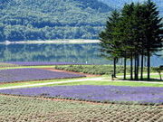 遅咲きのラベンダーが見ごろ！