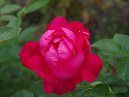 市の花・スカーレットイワミザワ