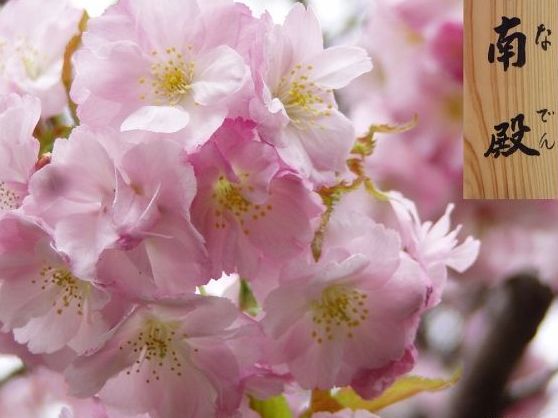 松前を代表する桜「南殿」