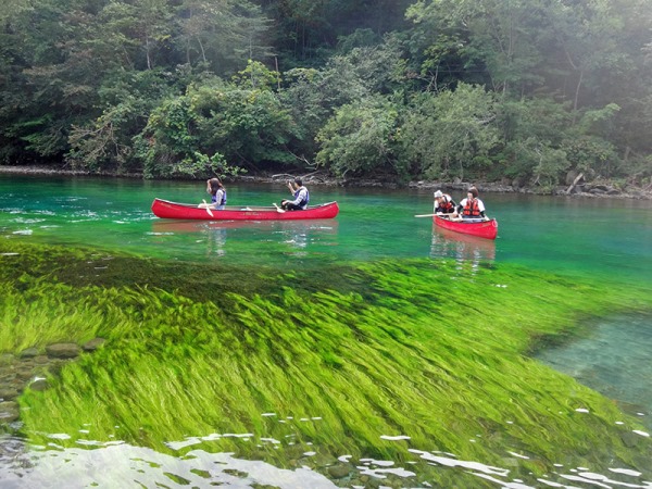 夏から秋には水中草原が見られる