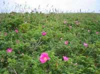 花＋リス、キツネ、鳥に出会える