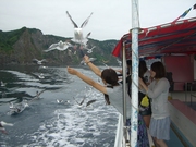 帰り道にはカモメの餌やりを体験