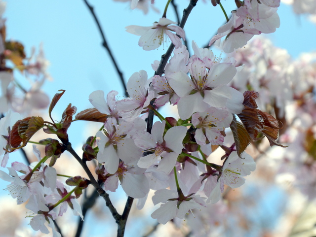 桜やツツジなどが咲き誇る