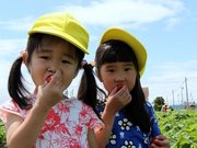 子供たちも大満足のいちご狩り