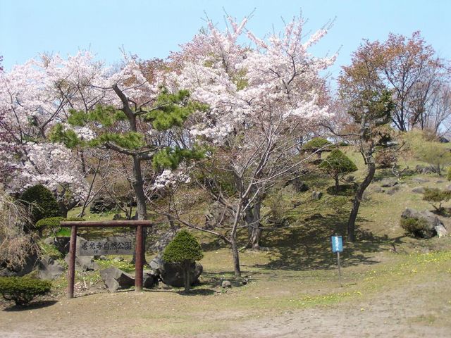 桜の見頃は5月上旬~6月中旬