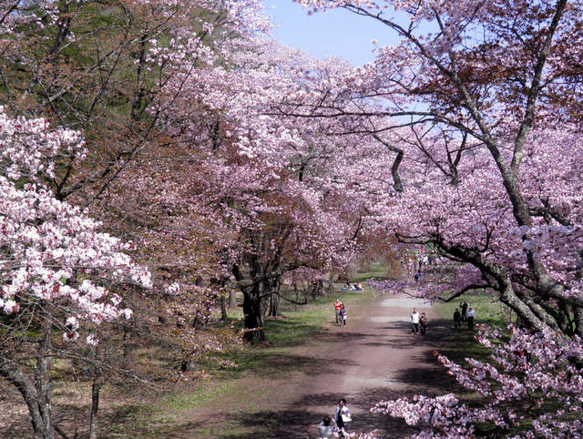 トンネルのように咲く桜がお迎え