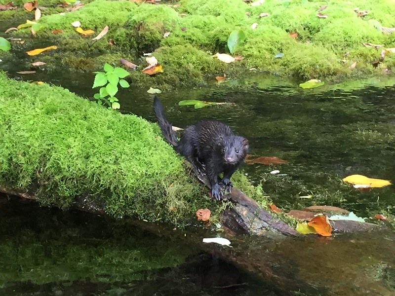 かわいい野生動物に出会えるかも
