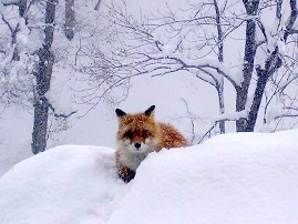 キタキツネと出会えるかも