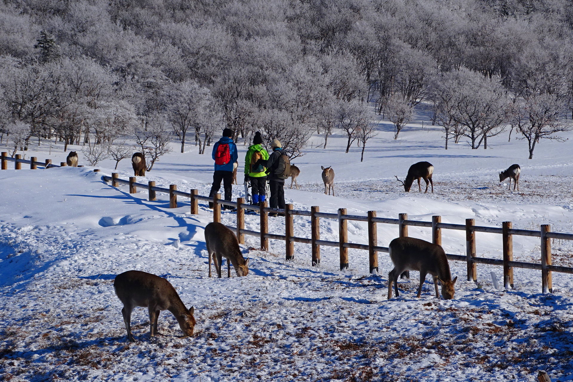 エゾシカは高い確率で見えます