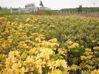 黄つつじ
