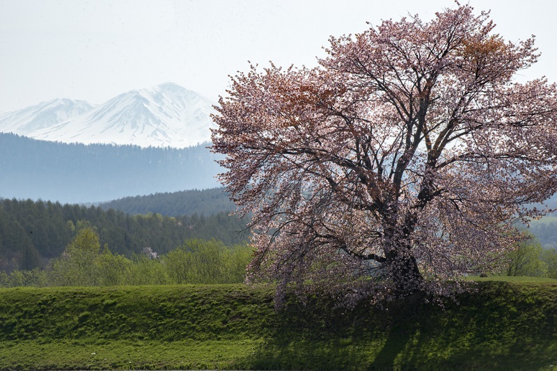 大雪遊水公園(桜)