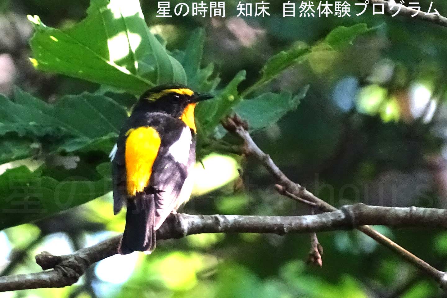 夏に渡ってくるキビタキ