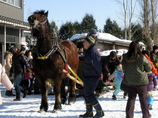 旭川市民体育の日には引馬体験も