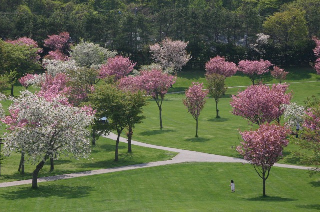 桜 5月頃