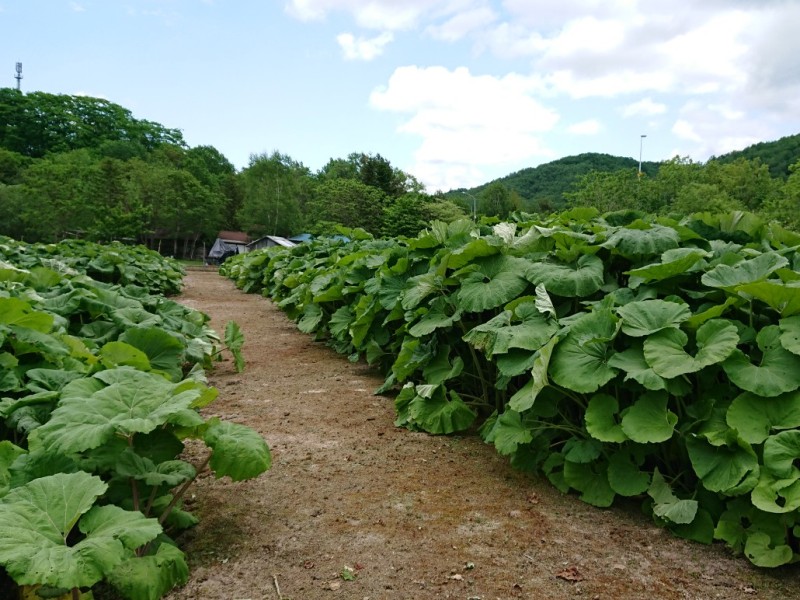 ラワンぶきの里鑑賞ほ場