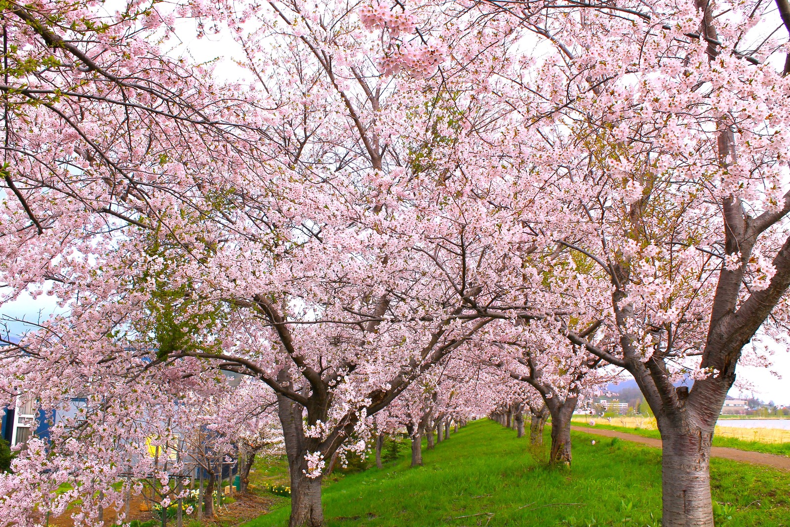 桜のトンネルが出現
