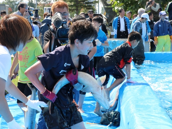 新鮮な鮭は捕まえるのも一苦労
