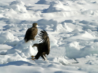 貴重な野生動物にも出会えるかも