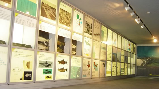 サケについて学べるサケ展示室