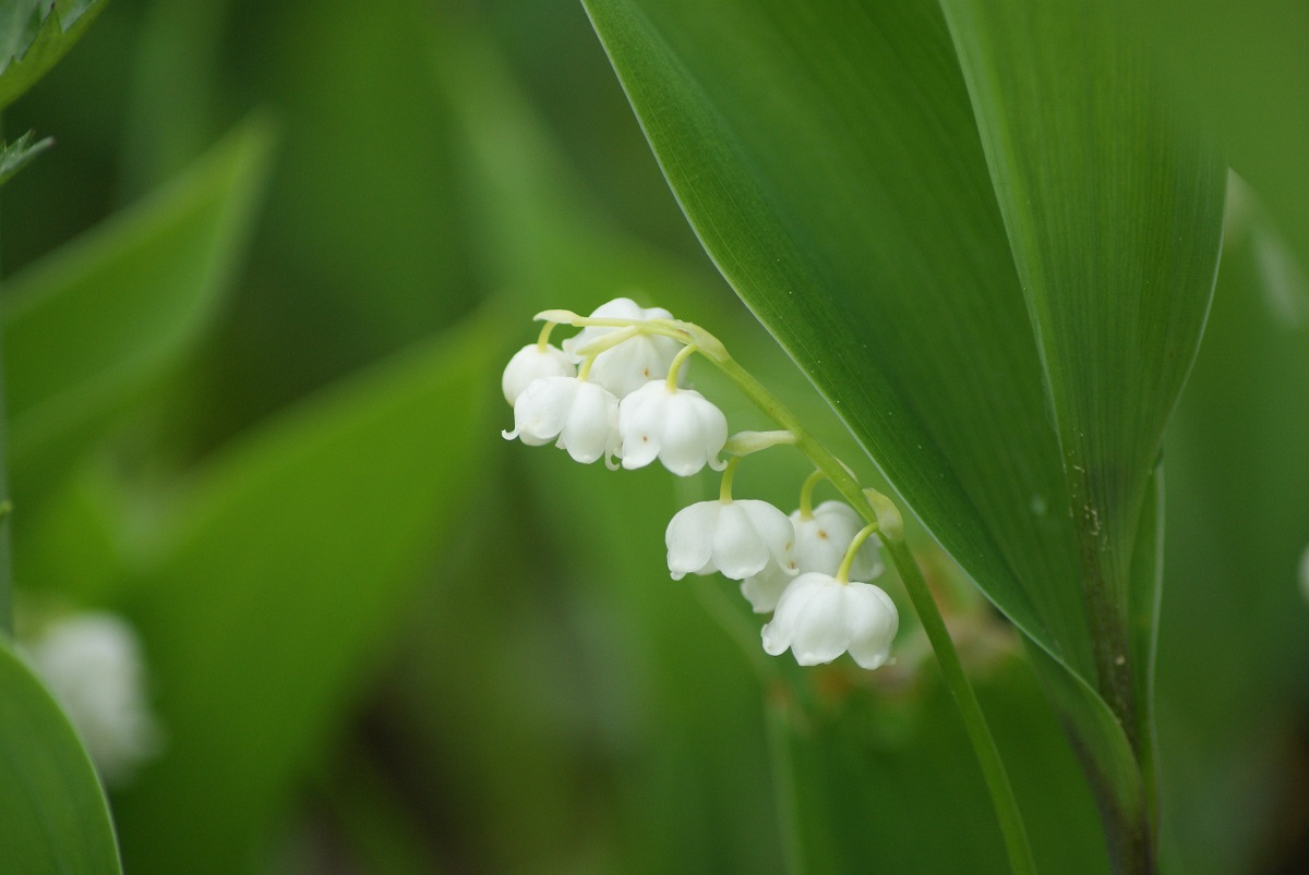 全国各地から見物客が訪れます