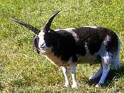 世界の珍しい羊15種を飼育