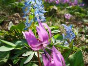 公園にはカタクリ群生地がある
