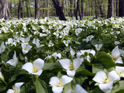 オオバナノエンレイソウの群生地
