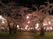 青葉ヶ丘公園では夜桜も楽しめる